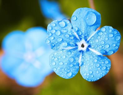 blue-flower-g994c44d8d-1920