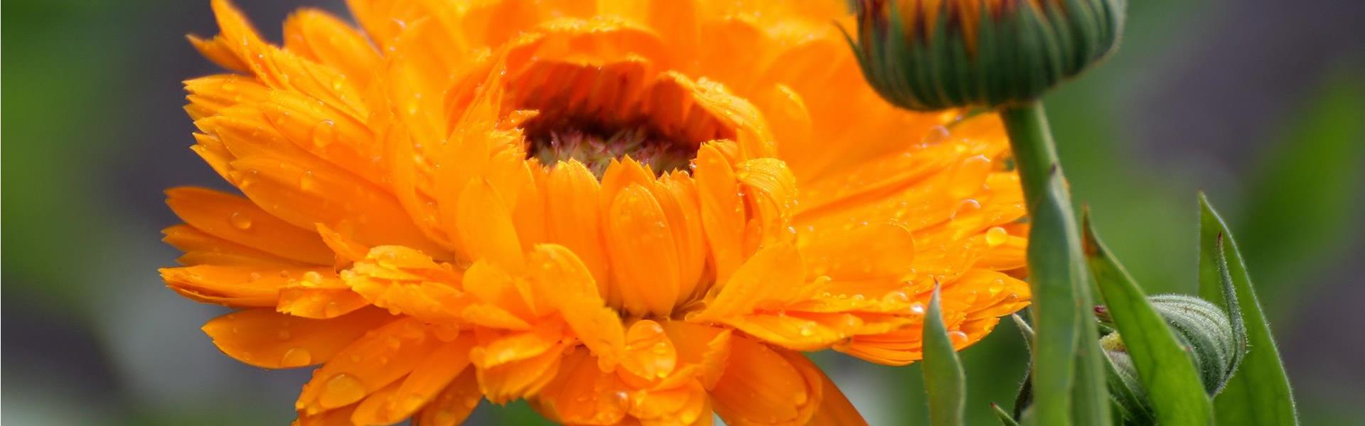 ringelblume